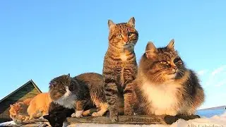 Siberian farm cats, 9 cats, Koshlandia, December 1, 2015 Зима, снег, декабрь, Кошляндия
