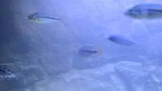 Protomelas Labridens vs Fenestratus Tiger Nkada HD VIDEO