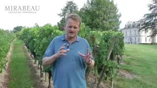 The importance of terroir in winemaking