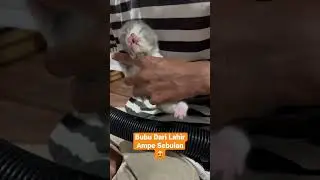 Kucing Persia Peaknose Usia 1 Sampai 30 Hari (1 Bulan) #shorts #kucinglucu #kitten #catlover