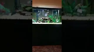 Red tailed shark chasing away other fish.