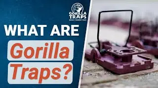 What are Gorilla Traps?