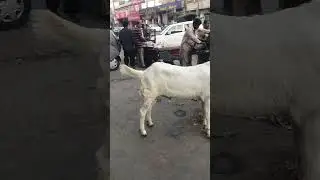 Eid al-Adha | Masha Allah