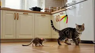 Playtime Paws: Mouse and Cat の楽しい時間!