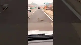 An accident with a family of ducks