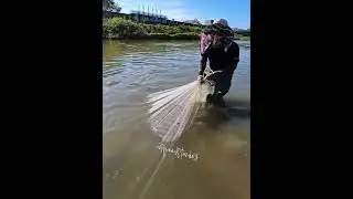 Awesome Traditional Net Fishing in the river , Natural Net Fishing Video | Big Fish Catching