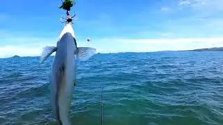 COBA TEGEK YSCR 650 DI BAWA NGOYOR II MANCING BARONANG II Rabbitfish