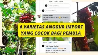 varietas anggur import yang sangat cocok bagi pemula | anggur paling gampang berbuah rekomendasi