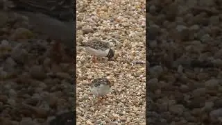 Turnstones digging stones - Каменешаркі капаюцца ў камянях #birds #warblers #birdwatching#wildlife