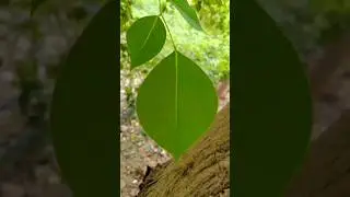 #NorthIndianrosewood&nbsp;#Shisham #Tahli #Biradi #Sisau Dalbergia sissoo ( Fabaceae )