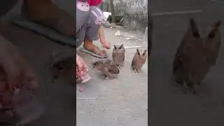 Cho c&uacute; m&egrave;o con ăn thịt sống