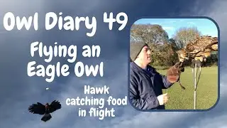 Owl Diary 49 - Flying Eagle Owl and Harris Hawk during the run up to Christmas 2022