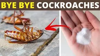 2 Home Remedies to Get Rid of Cockroaches in Your House Using Baking Soda and Onion | House Keeper