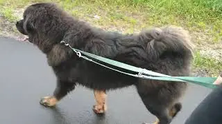 Rottweiler Tibetan Mastiff socialization