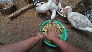 POV: Eating Animal Feed &ndash; Would You Dare to Try?