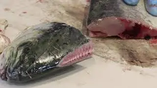 How to fillet Mahi-mahi 鬼頭刀 鯕鰍