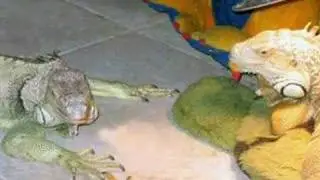 Don't Go Breaking My Heart, Iguana Style