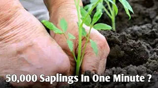 Pakistan Sets World Record In Planting Trees?! | Urban News