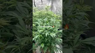 Early Tent Check 🌱 | Season 1 Cooking Up