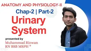 Urinary Systems Urdu/Hindi || Anatomy and Physiology-2|| Chap-2, Part-2 || KMU Patterns with MCQS.