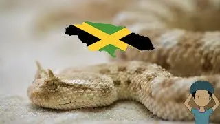 5 Most Deadly Animals In Jamaica And The Caribbean