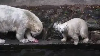 Meldovaná futrovačka kaltnovéch bručónů