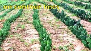 Spineless Opuntia to combat desertification