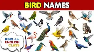 Learn 40 Bird Names in English | Pictures & Fun Vocabulary for Kids | King English Class