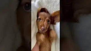 Wie kann man nur so s&uuml;&szlig; sein? 🥺 #deinetierwelt #welpe #hund #hundebabys #hunderasse #dackel #funny