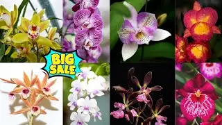 🔴Ngore Bersama RBA🤗 Live Sale Spesial Harga Murah Id Koleksi😊🫰