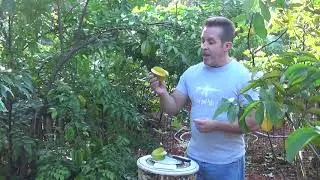 Star Fruit (Carambola) at Mark and Cindy's Food Forest in Lutz, Florida Zone 9b.