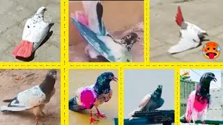 Kabootar Landing | Amazing Pigeon Flying & Landing Moments | Kabootar Bazi 2024 #pigeonlanding