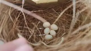Suivi des oiseaux