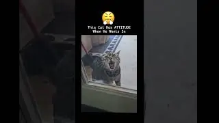 Cat Runs Off, Comes Back Yelling At The Door