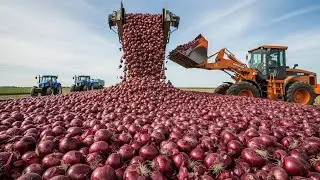 How American Farmers Harvest 6.9 Billion Pounds of Onions | Agriculture Technology