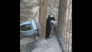 Nigerian goat post banding ( castration)