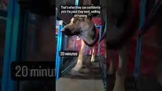 An experienced coach can generally help a dog through the initial confusion and anxiety