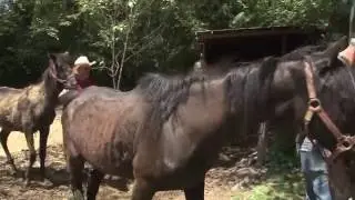 Horse neglect rescue