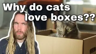 WHY Do Cats Like Boxes?