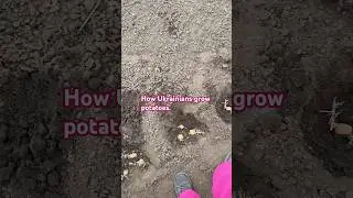 What a Ukrainian garden looks like. How Ukrainians grow potatoes.