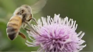 California Giant & The Bee Better Certification&trade;