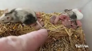 Élevage de souris, gène satin, tricolore, etc, un max d infos pour avoir de belles couleurs (vid13)