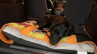 A Day in the Life of a Facility Dog - A Digital Story by the Zebra Child Protection Centre