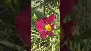 Daylilly on Flowering - Dark red - Hemerocallis American Revolution - Engineer Ka Bagh