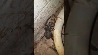Camel spider (Red Roman) eating a bug