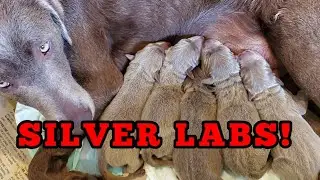 Our Silver Labrador Candy Has Puppies! Giveaway Winner Announcement.
