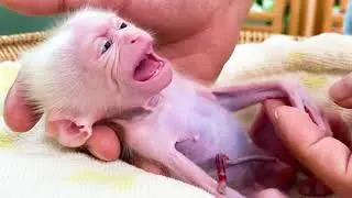 most tiny albino  Monkey no teeth !