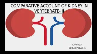 39. comparative account of kidney in vertebrate - II