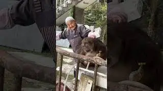 Xing Xing Was like a Child Who Admitted His Mistake | シンシンは自分の間違いを認める子供のようだ #monkey