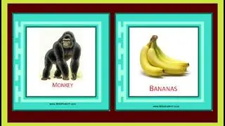 Animals and their Food |Learning